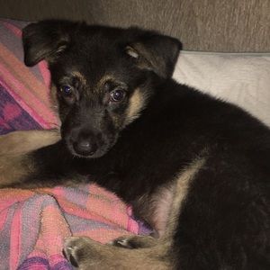 Meet your Posher, Sasha